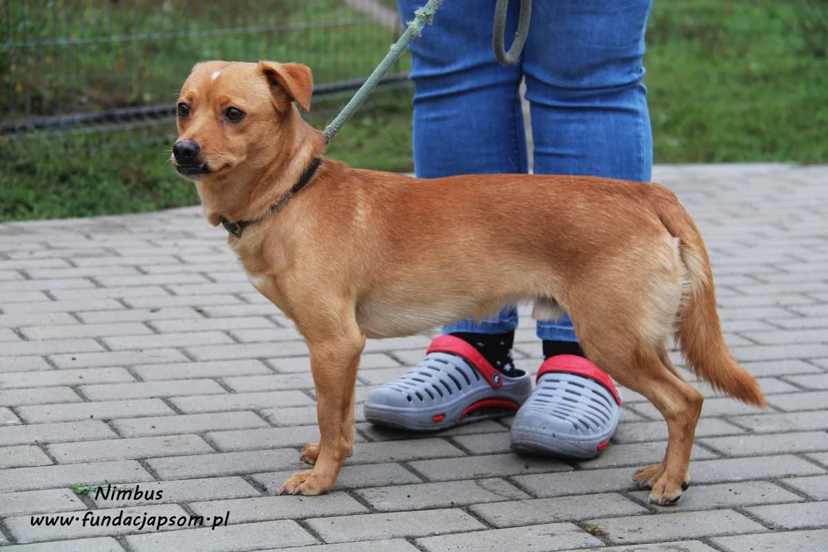 Nimbus, male mixed breed for adoption at Fundacja Przyjaciele Braci Mniejszych