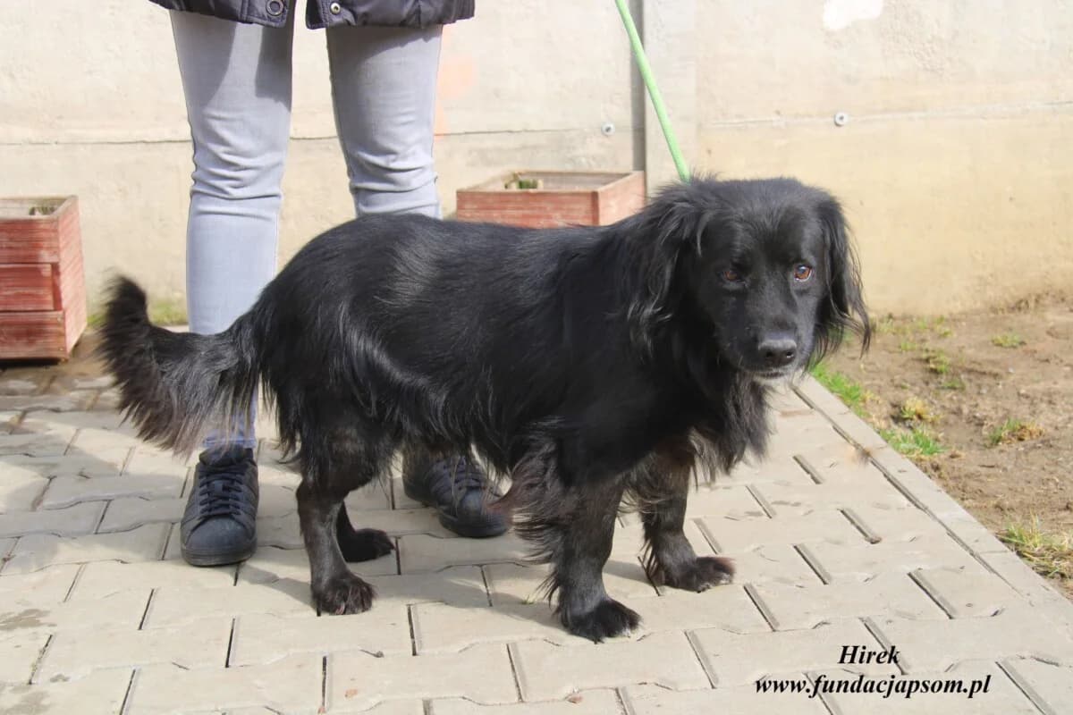 Hirek, male mixed breed for adoption at Fundacja Przyjaciele Braci Mniejszych