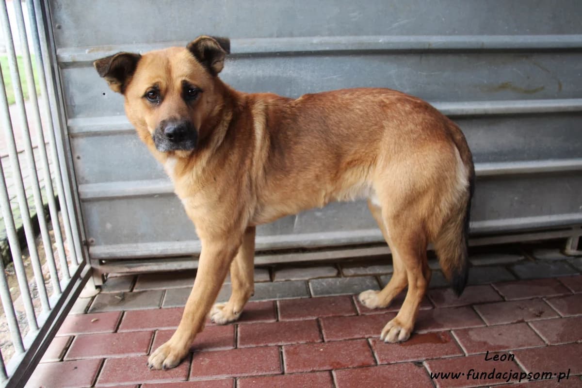 Leon, male mixed breed for adoption at Fundacja Przyjaciele Braci Mniejszych