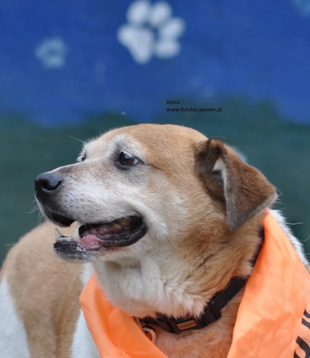 Astro, male mixed breed for adoption at Fundacja Przyjaciele Braci Mniejszych