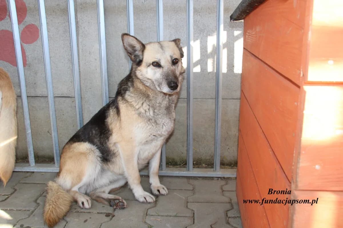 Bronia, female 3yo mixed breed for adoption at Fundacja Przyjaciele Braci Mniejszych