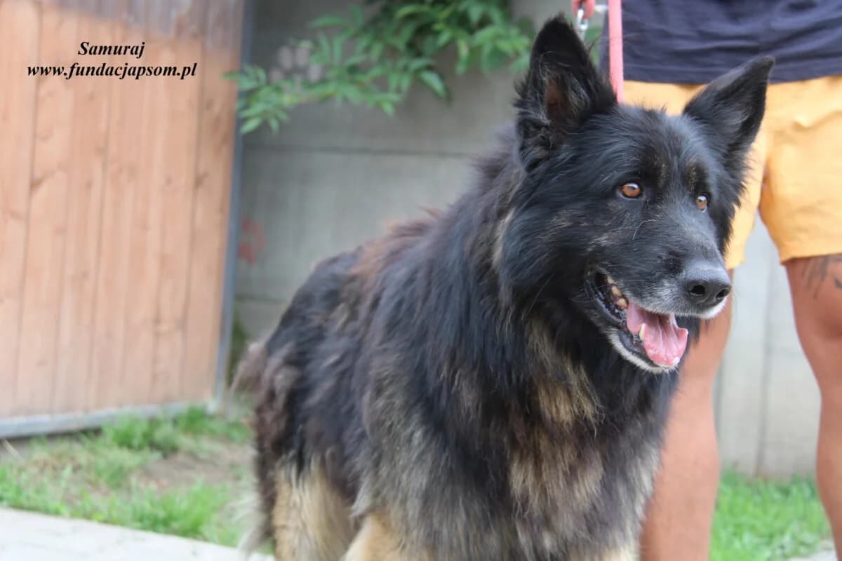 Samuraj, male senior mixed breed for adoption at Fundacja Przyjaciele Braci Mniejszych
