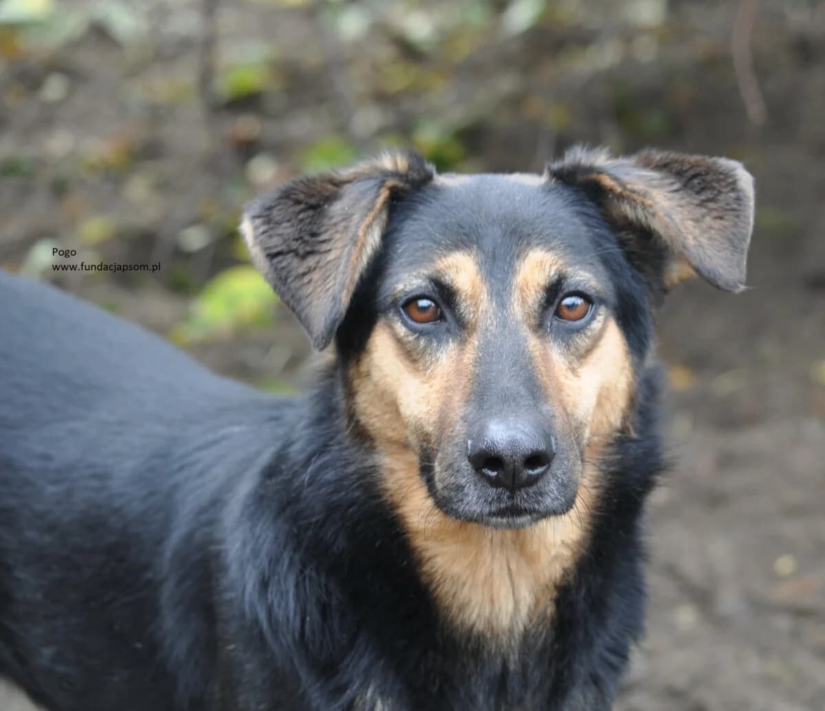 Pogo, male mixed breed for adoption at Fundacja Przyjaciele Braci Mniejszych