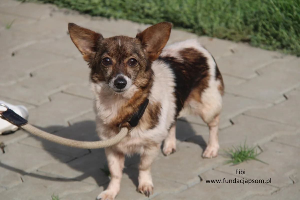 Fibi, female mixed breed for adoption at Fundacja Przyjaciele Braci Mniejszych