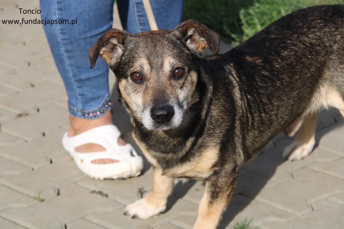 Toncio, male 3yo mixed breed for adoption at Fundacja Przyjaciele Braci Mniejszych