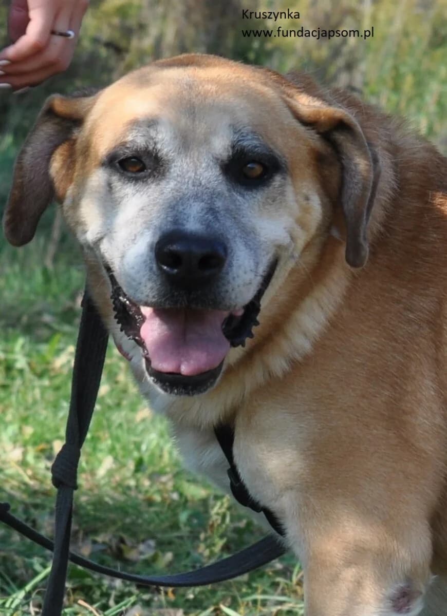 Kruszynka, female mixed breed for adoption at Fundacja Przyjaciele Braci Mniejszych