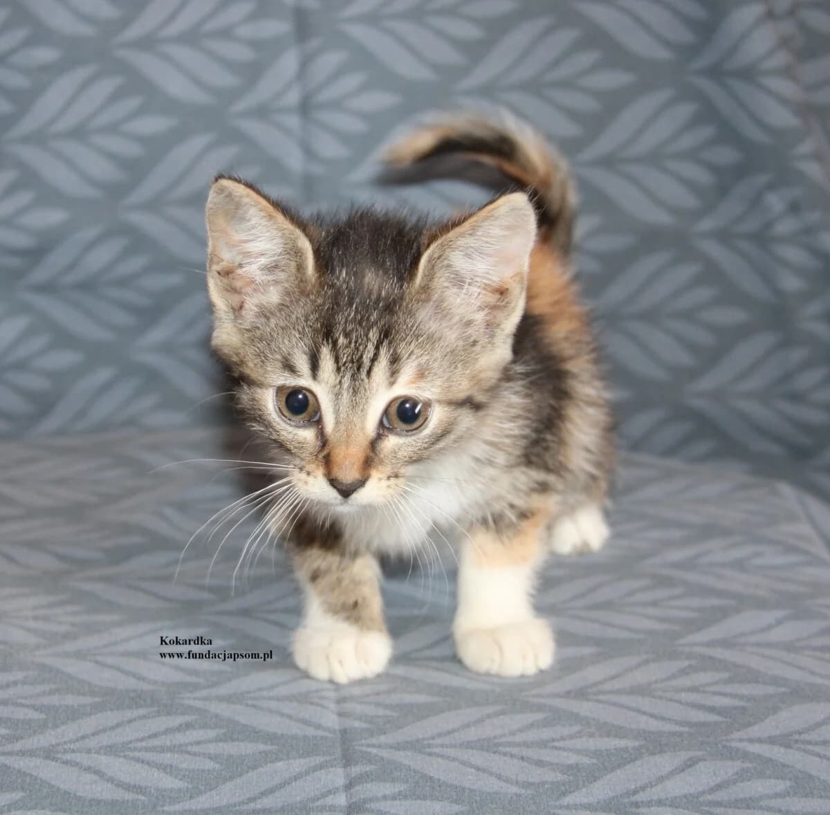 Kokardka, female Mixed Breed Cat for adoption at Fundacja Przyjaciele Braci Mniejszych
