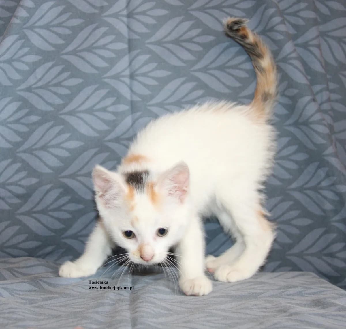 Tasiemka, female Mixed Breed Cat for adoption at Fundacja Przyjaciele Braci Mniejszych