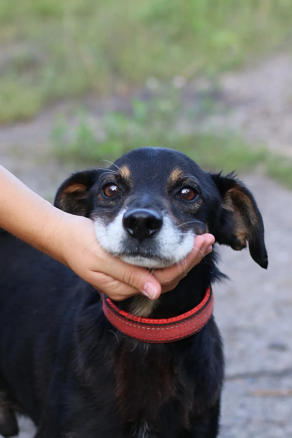 Żabuś, 7yo Mixed Breed for adoption at Fundacja SOS dla Zwierząt