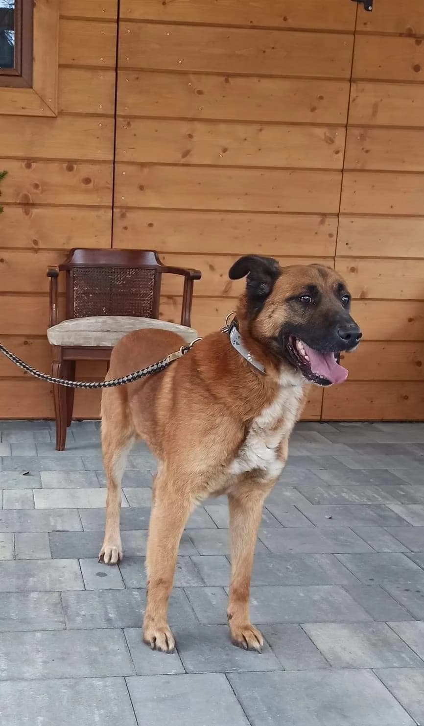 Pimpek, male 7yo Mixed Breed for adoption at Fundacja SOS dla Zwierząt