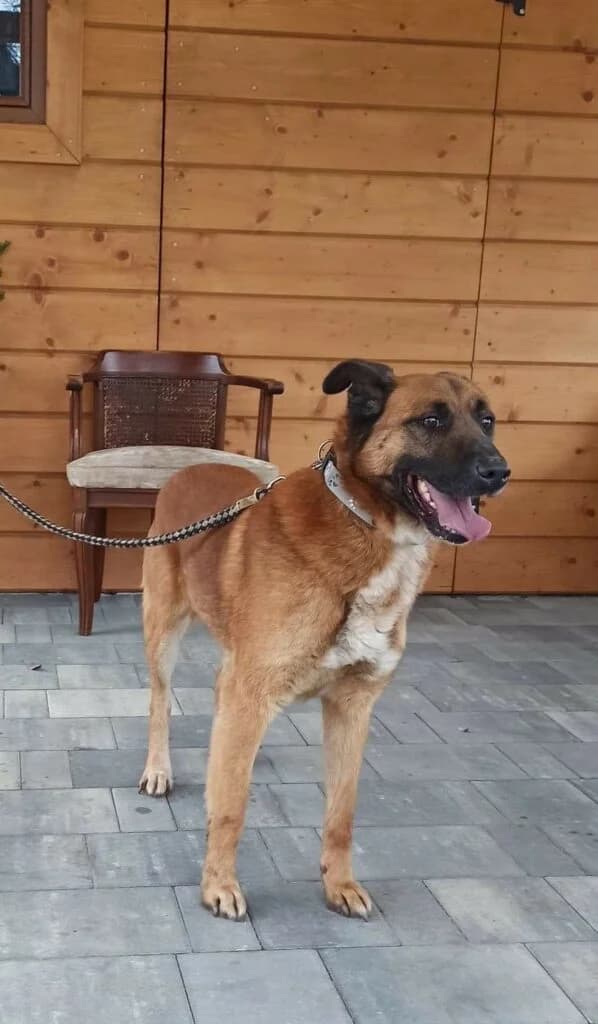 Pimpek, male 7yo Mixed Breed for adoption at Fundacja SOS dla Zwierząt