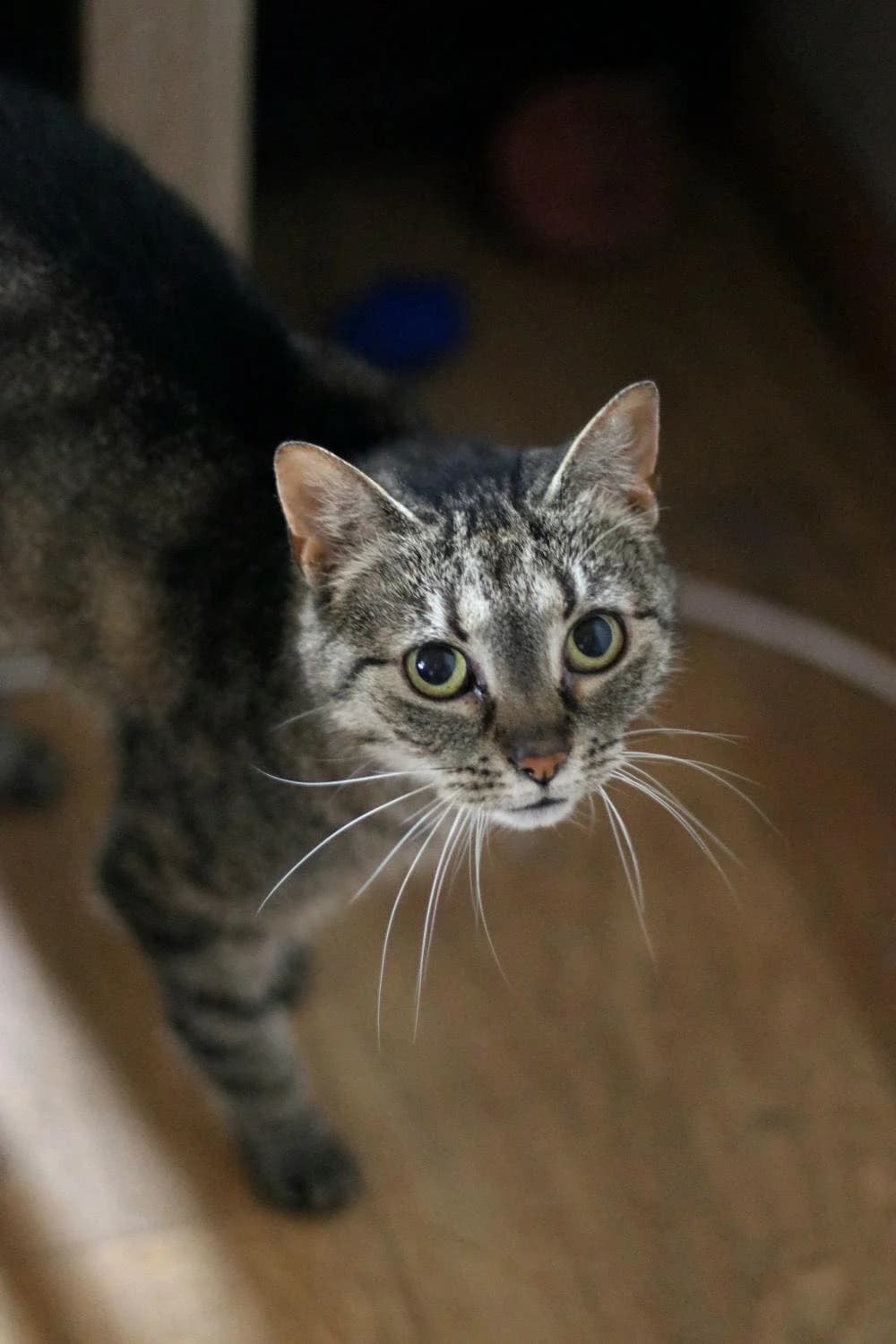 Luiza, female Mixed Breed for adoption at Fundacja SOS dla Zwierząt