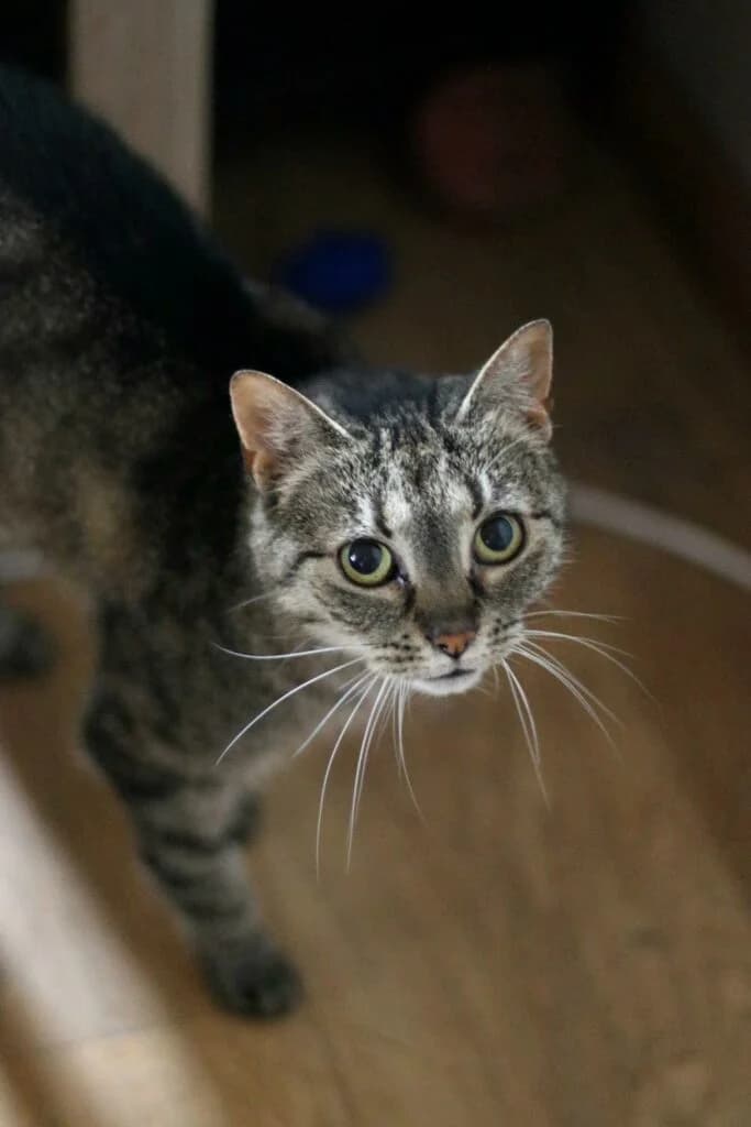 Luiza, female Mixed Breed for adoption at Fundacja SOS dla Zwierząt