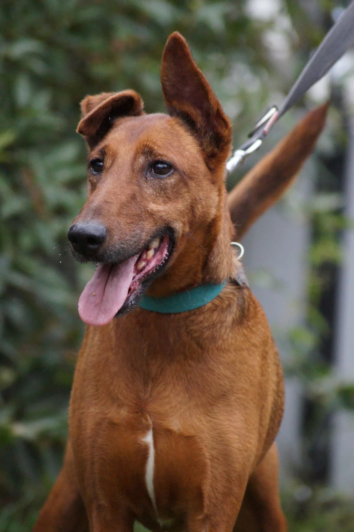 Kiro, male Mixed Breed for adoption at Fundacja SOS dla Zwierząt