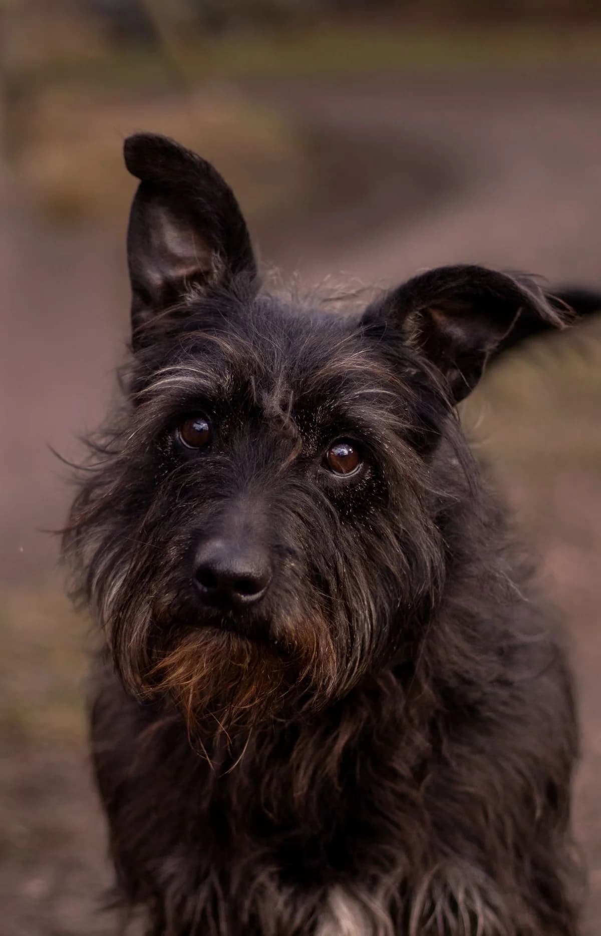 Kuba, senior Mixed Breed for adoption at Fundacja SOS dla Zwierząt