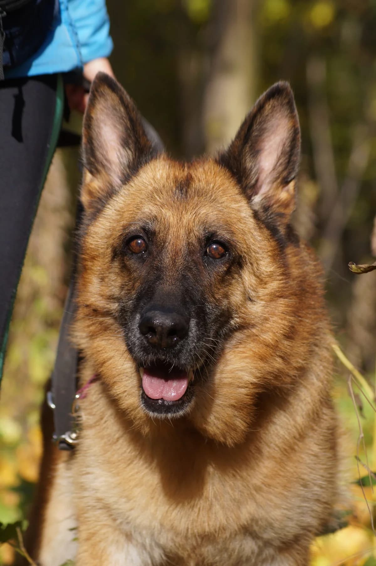 Meri, senior Mixed Breed for adoption at Fundacja SOS dla Zwierząt