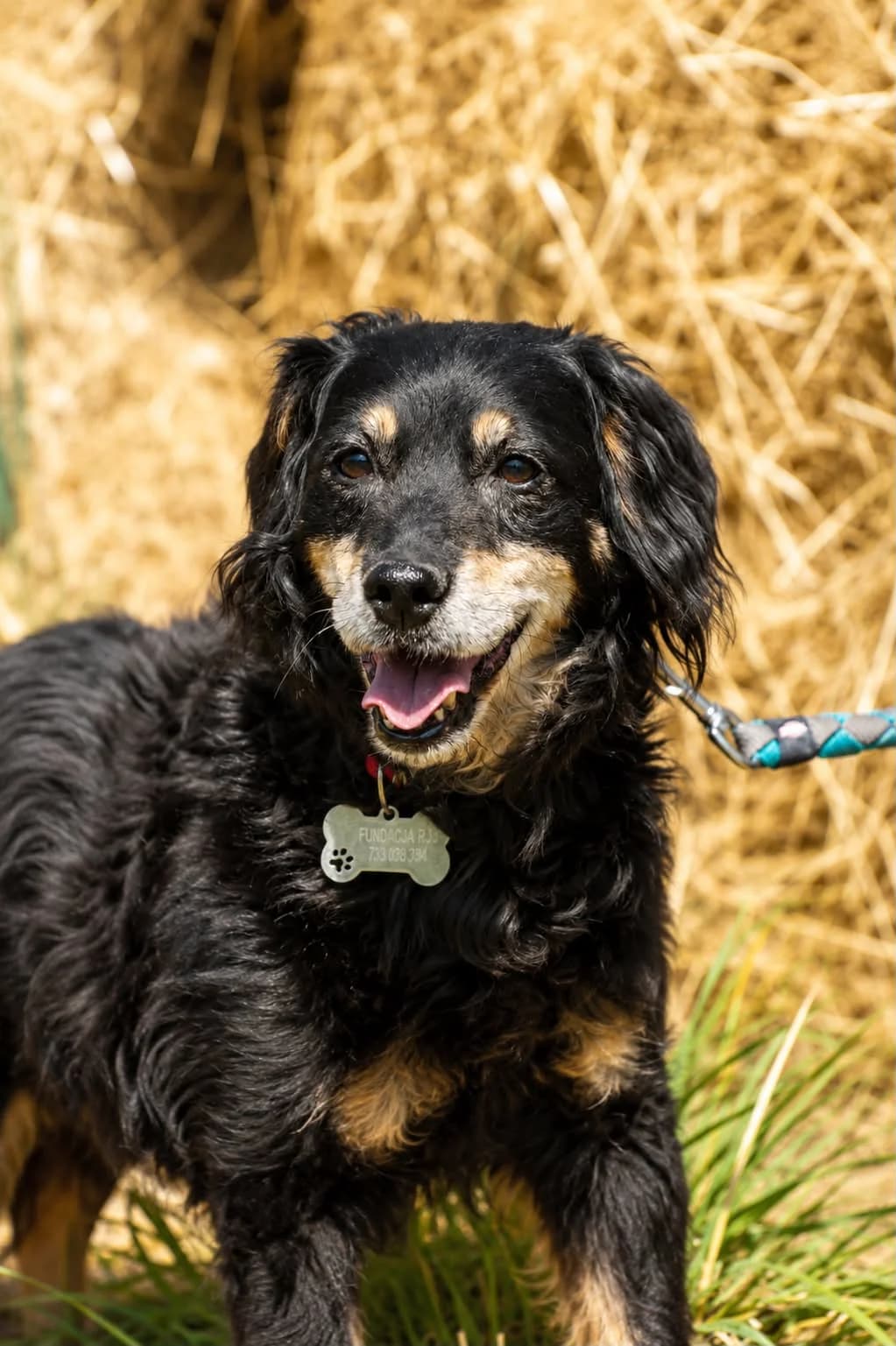 Dukat, male Mixed Breed for adoption at Fundacja SOS dla Zwierząt