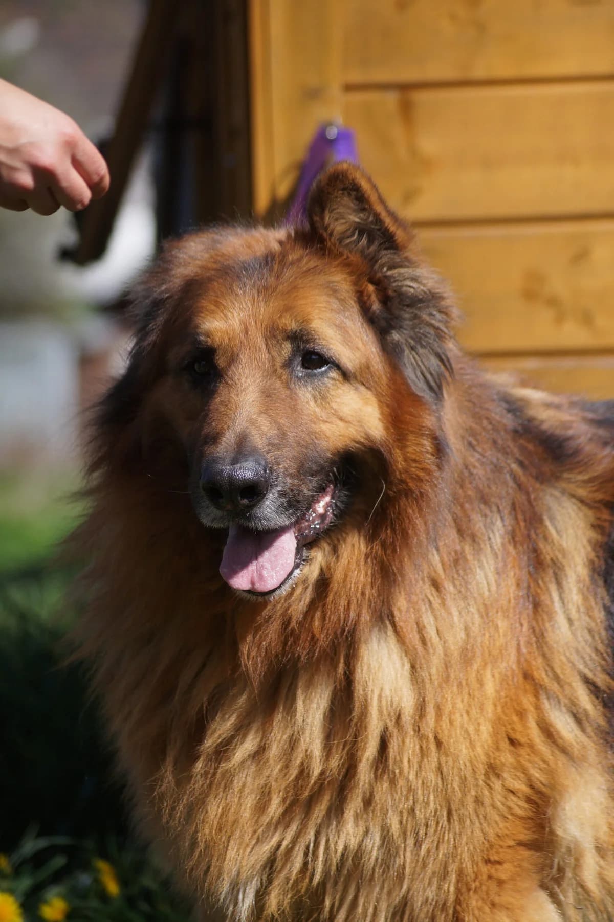 Hades, male Mixed Breed for adoption at Fundacja SOS dla Zwierząt