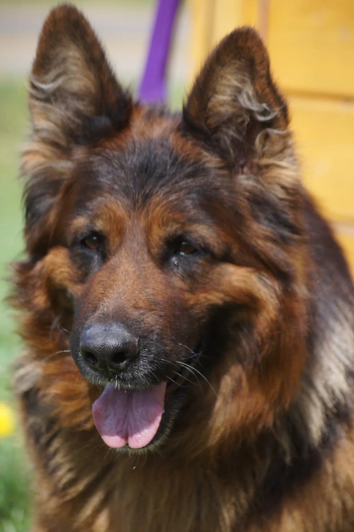 Hera, female Mixed Breed for adoption at Fundacja SOS dla Zwierząt