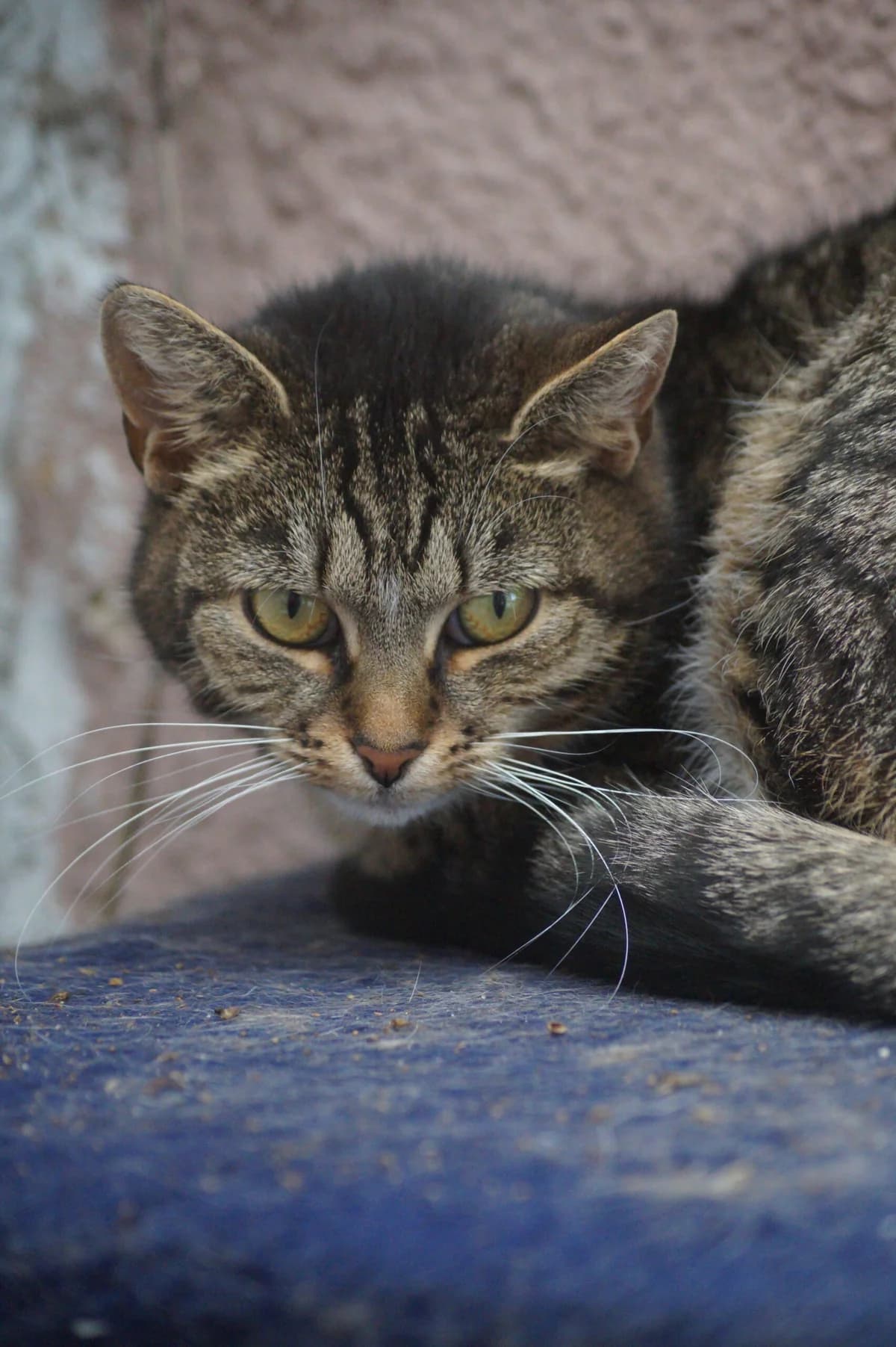 Brusia, female Mixed Breed for adoption at Fundacja SOS dla Zwierząt