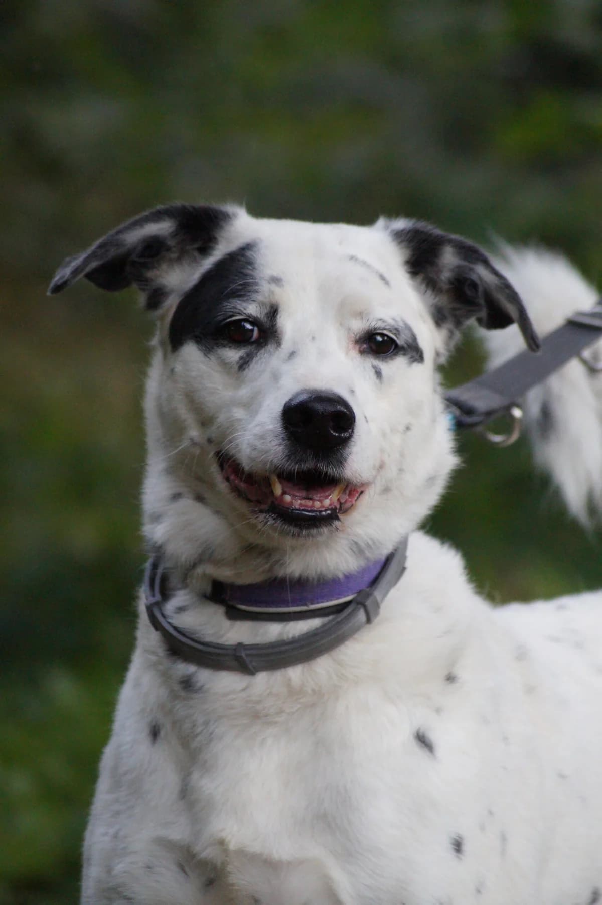 Cziko, male senior Mixed Breed for adoption at Fundacja SOS dla Zwierząt