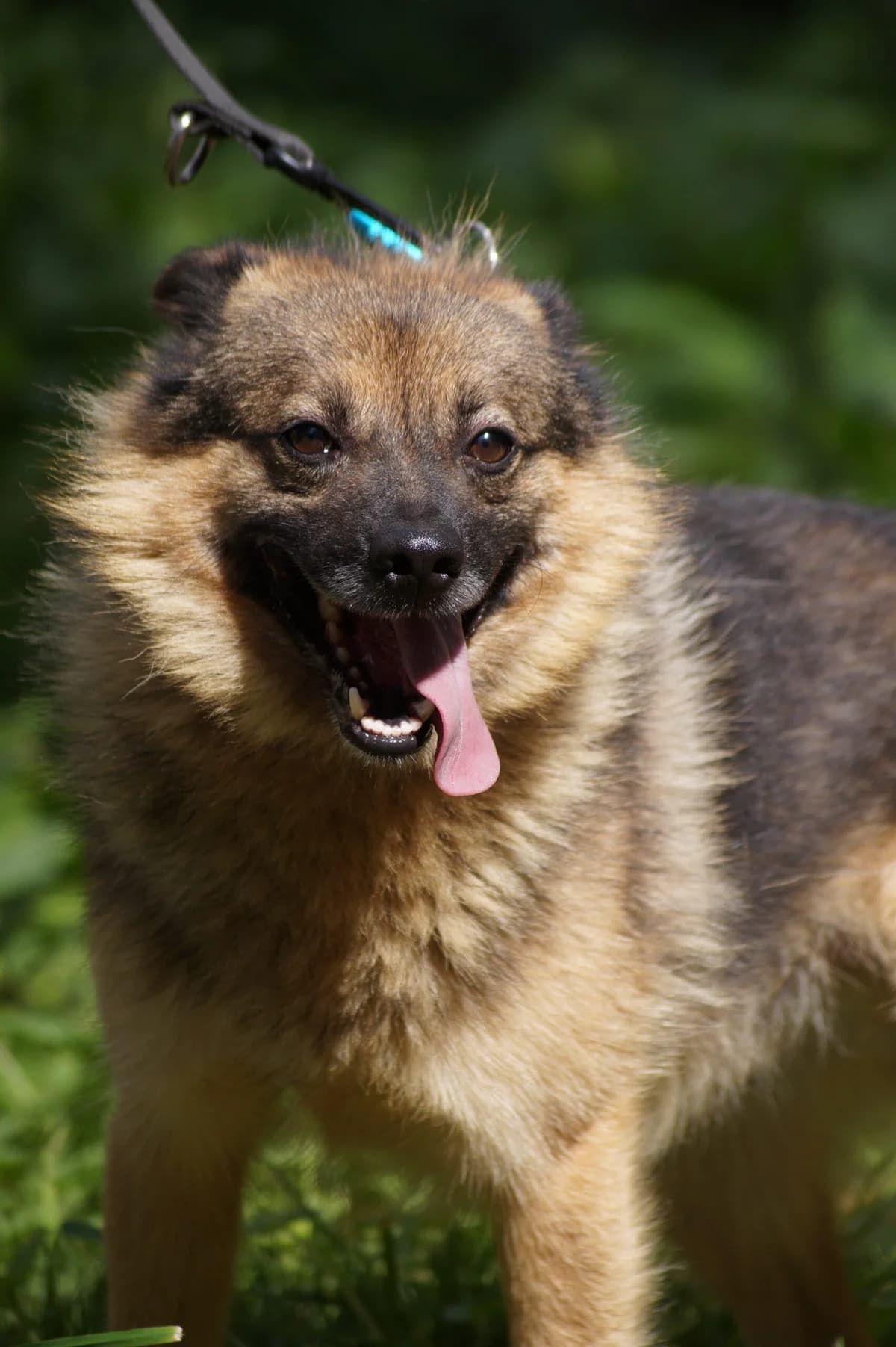 Dyzio, 4yo Mixed Breed for adoption at Fundacja SOS dla Zwierząt