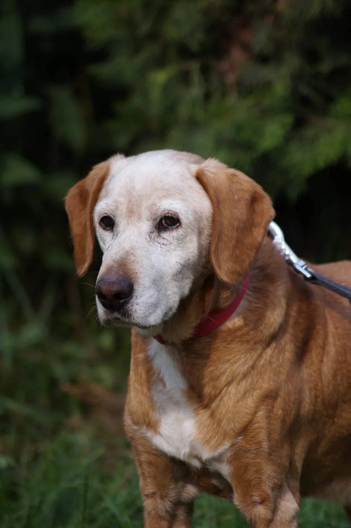 Tymek, male senior Mixed Breed for adoption at Fundacja SOS dla Zwierząt