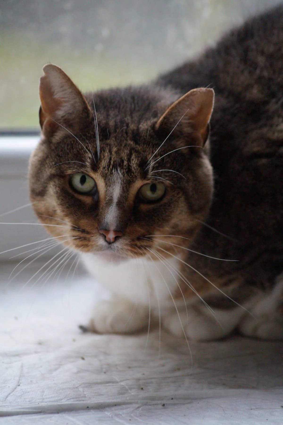 Grubcia, 3yo Mixed Breed for adoption at Fundacja SOS dla Zwierząt