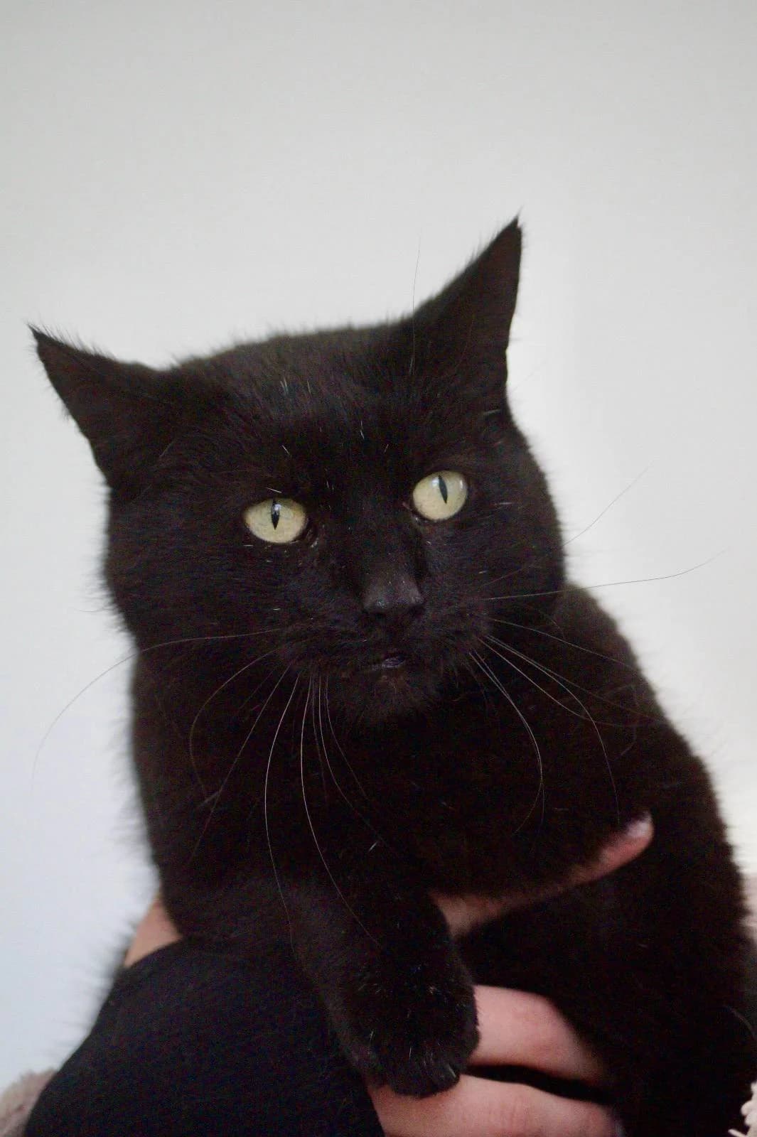 Benio, male Mixed Breed for adoption at Fundacja SOS dla Zwierząt