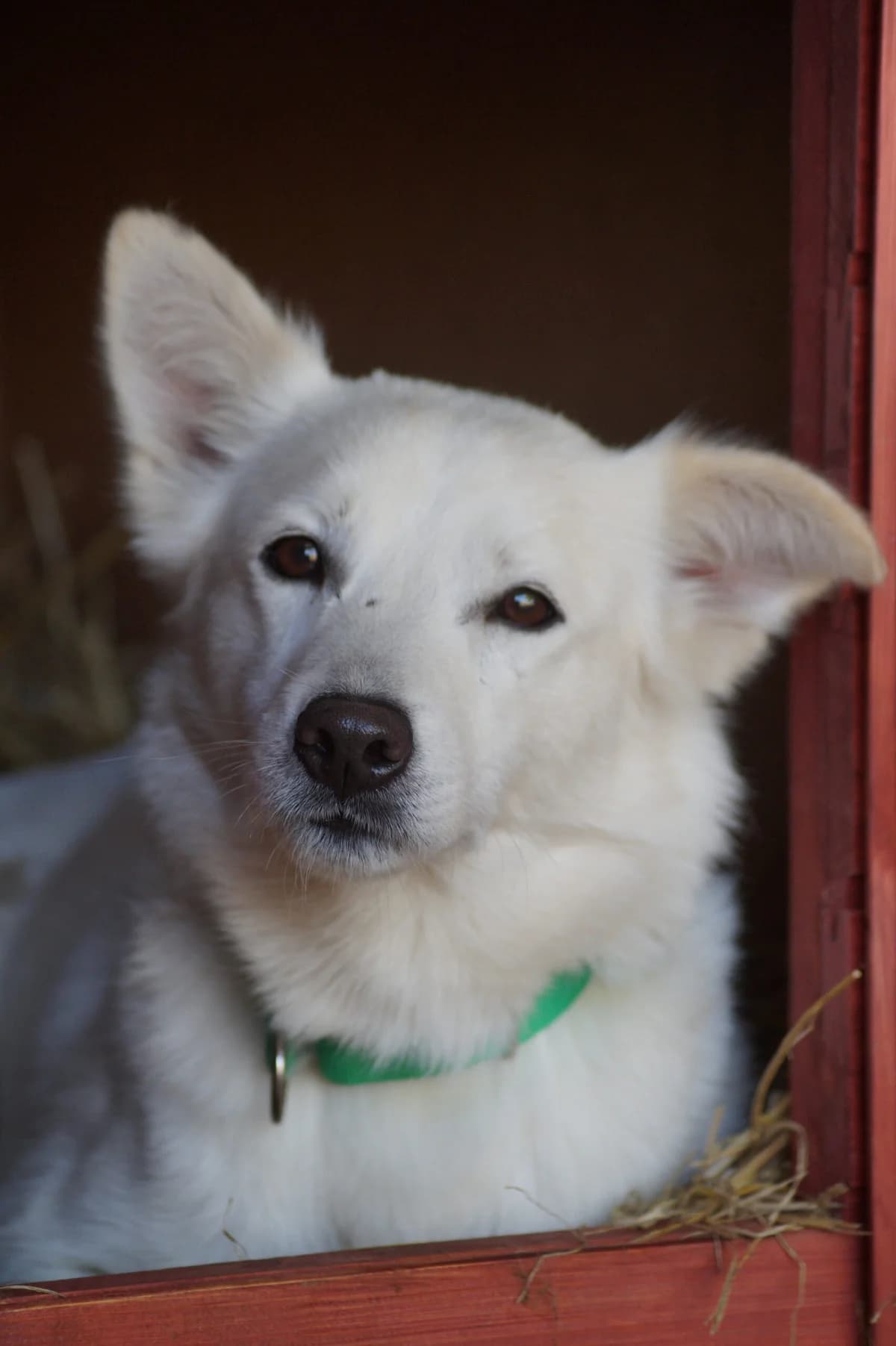 Niedźwiadek, male Mixed Breed for adoption at Fundacja SOS dla Zwierząt