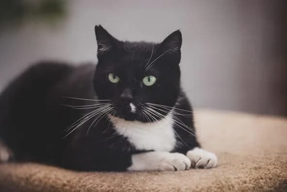 Samira, female Mixed Breed for adoption at Fundacja SOS dla Zwierząt