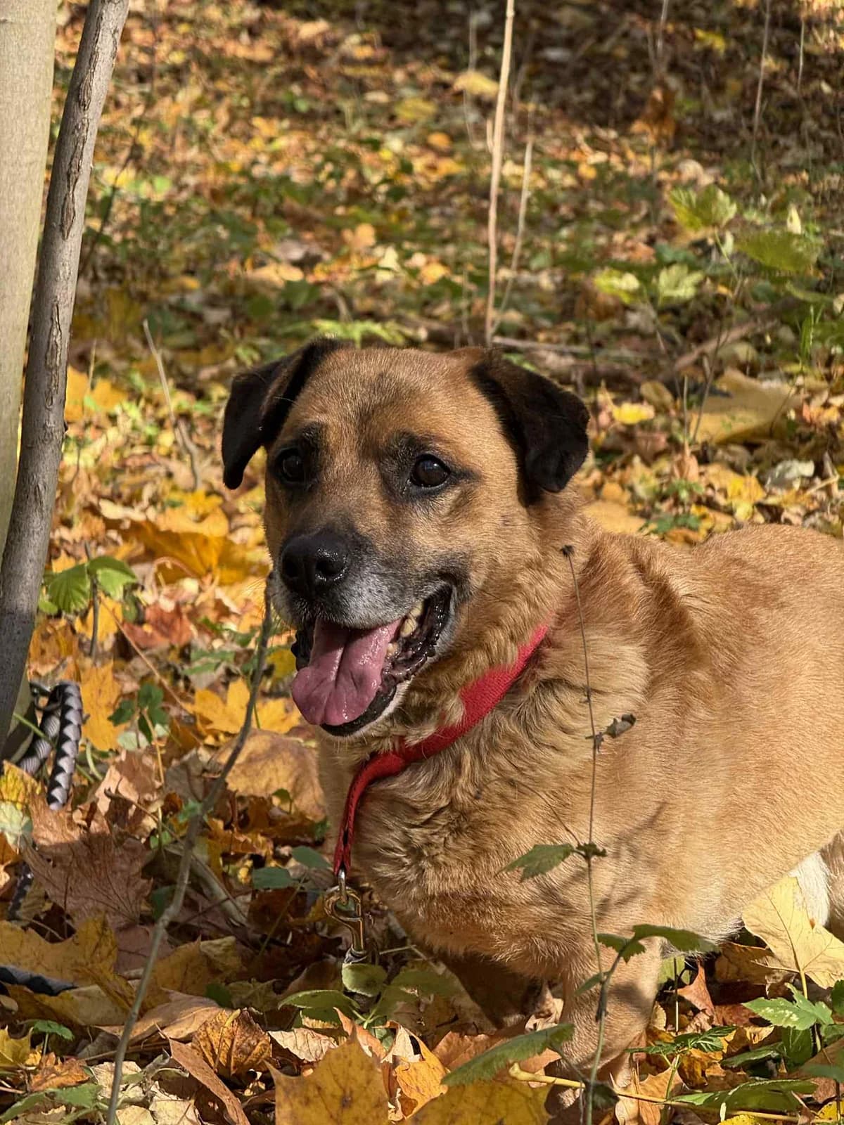 Bolo, male Mixed Breed for adoption at Fundacja SOS dla Zwierząt
