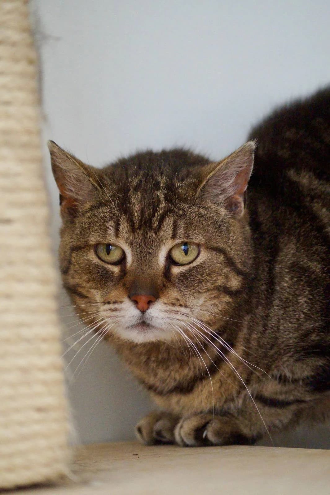 Cleo, female senior Mixed Breed for adoption at Fundacja SOS dla Zwierząt