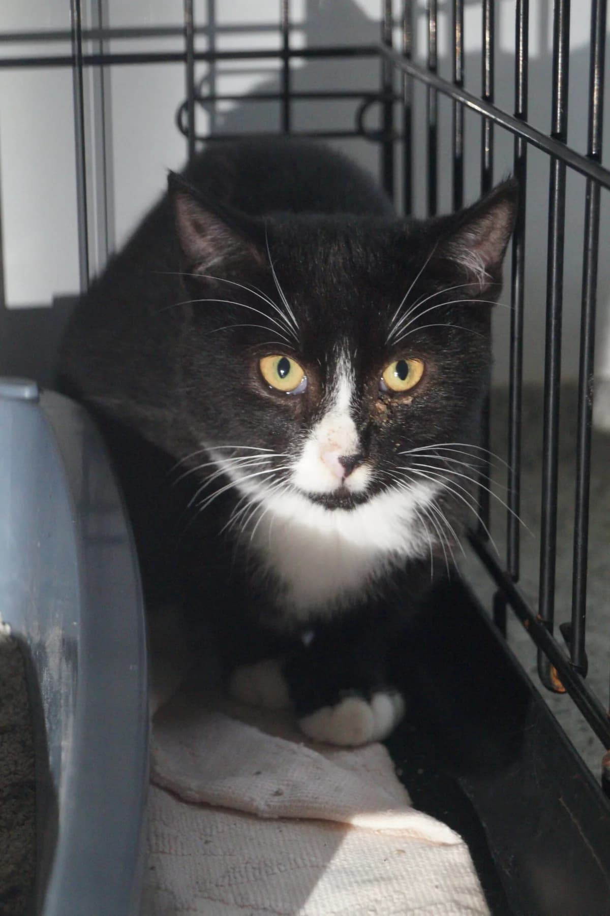 Emil, male young Mixed Breed for adoption at Fundacja SOS dla Zwierząt