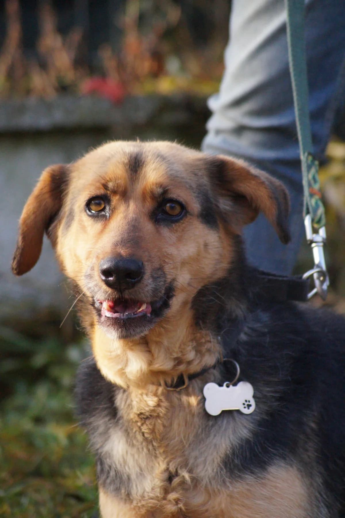 Elka, female Mixed Breed for adoption at Fundacja SOS dla Zwierząt
