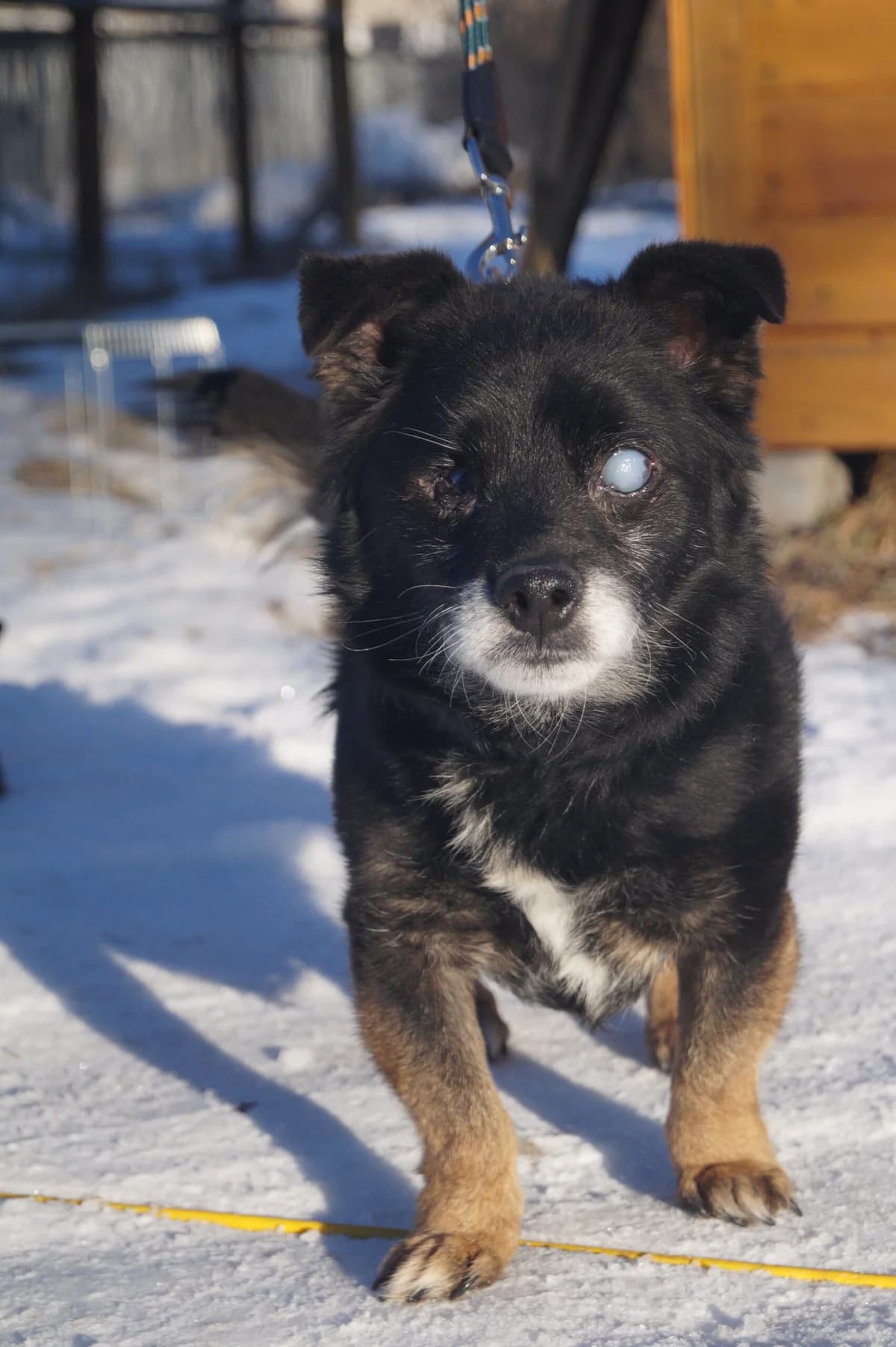 Hipcio, male senior Mixed Breed for adoption at Fundacja SOS dla Zwierząt