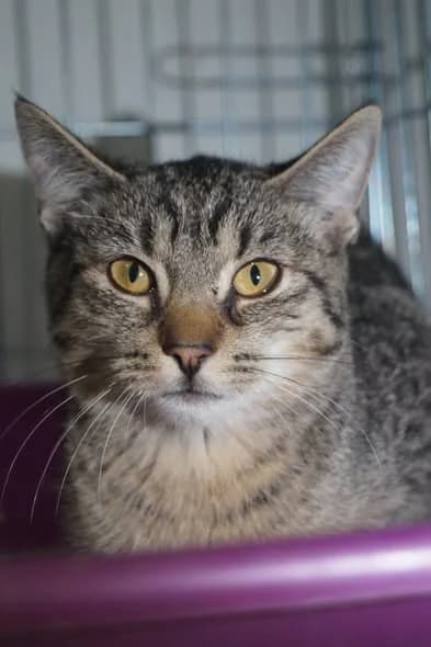 Edek, young Mixed Breed for adoption at Fundacja SOS dla Zwierząt