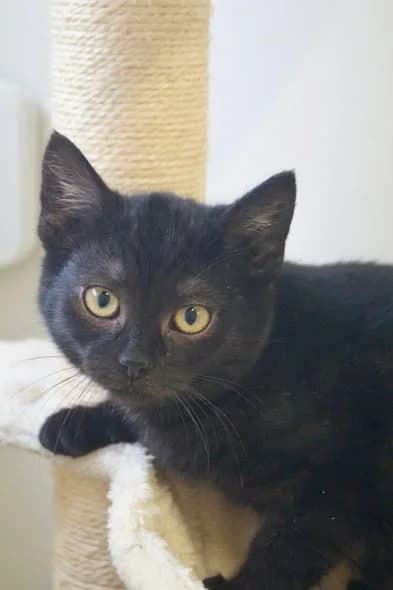 Amarant, young Mixed Breed for adoption at Fundacja SOS dla Zwierząt