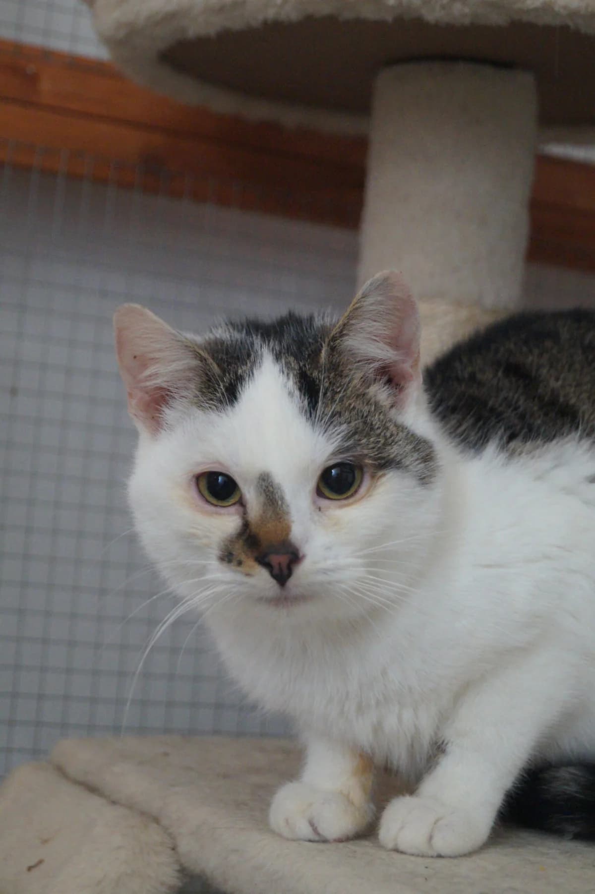 Alek, puppy Mixed Breed for adoption at Fundacja SOS dla Zwierząt