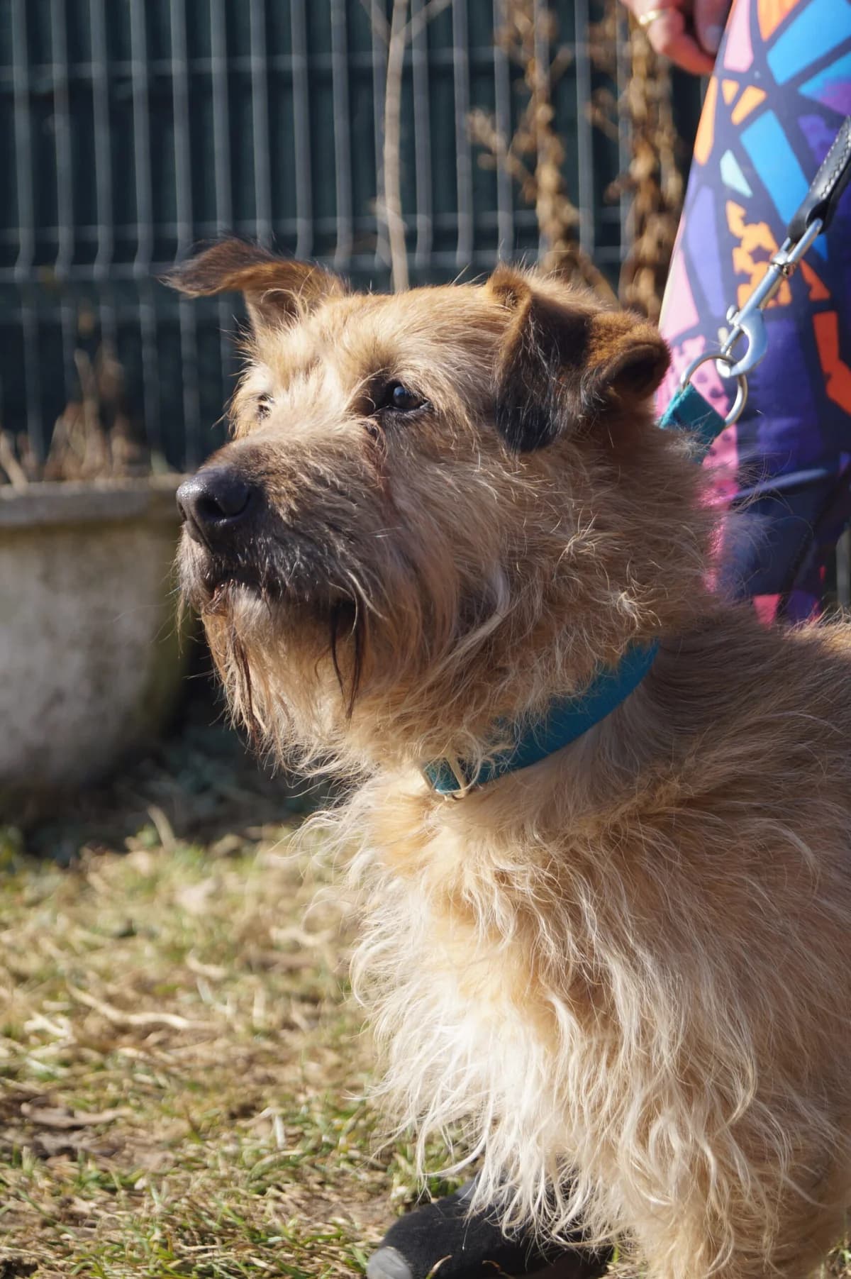 Alex, male 6yo Mixed Breed for adoption at Fundacja SOS dla Zwierząt