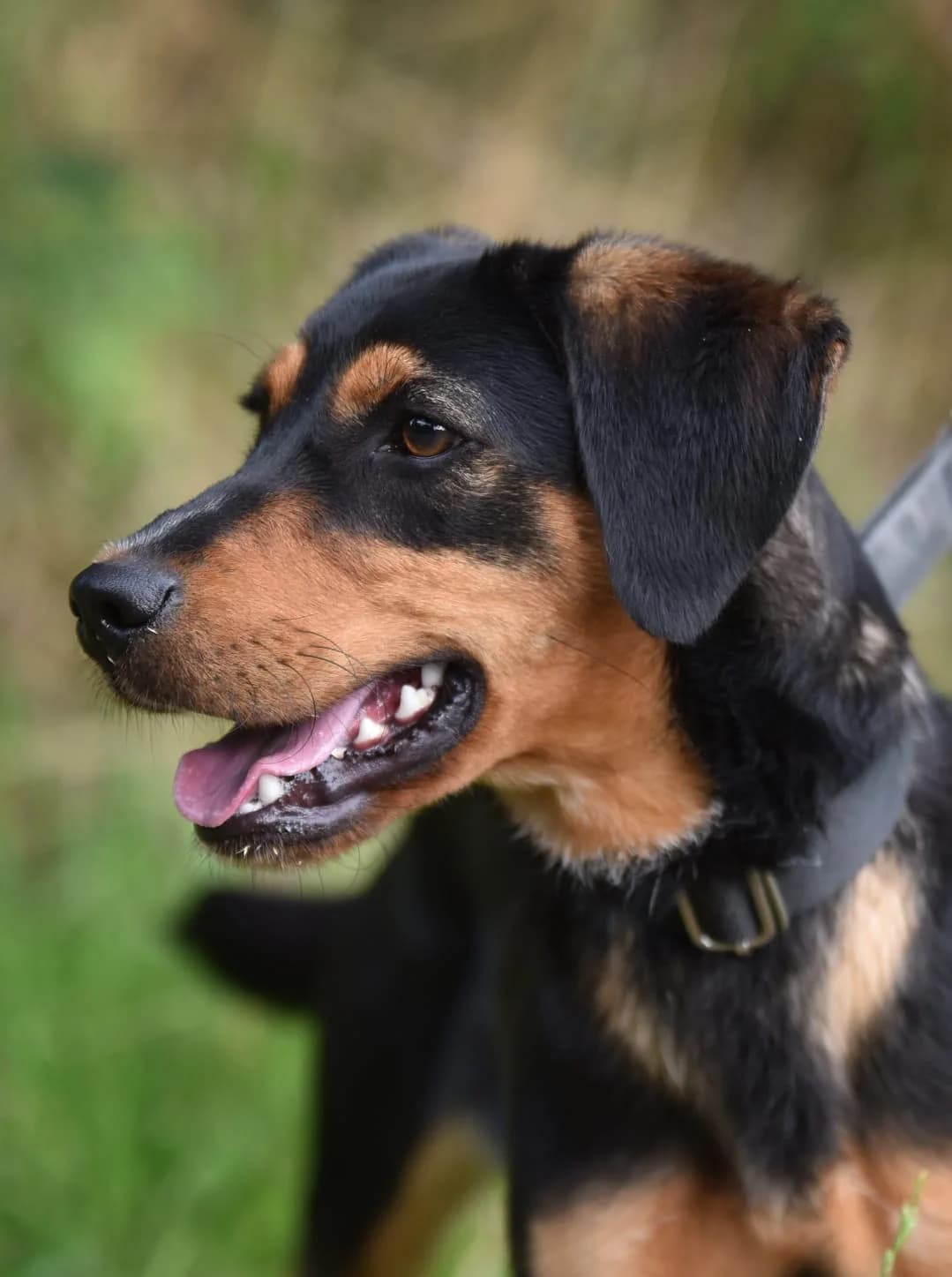 Nela, male Mixed Breed for adoption at Fundacja SOS dla Zwierząt