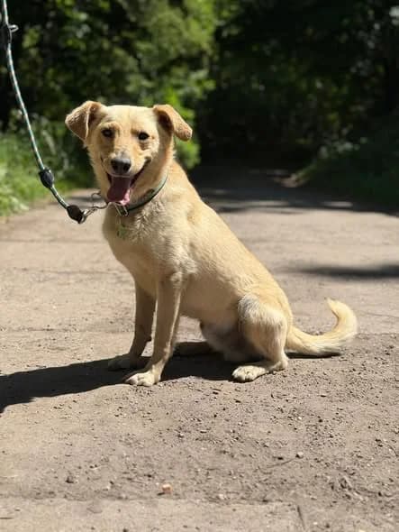 Tako, male Mixed Breed for adoption at Fundacja SOS dla Zwierząt