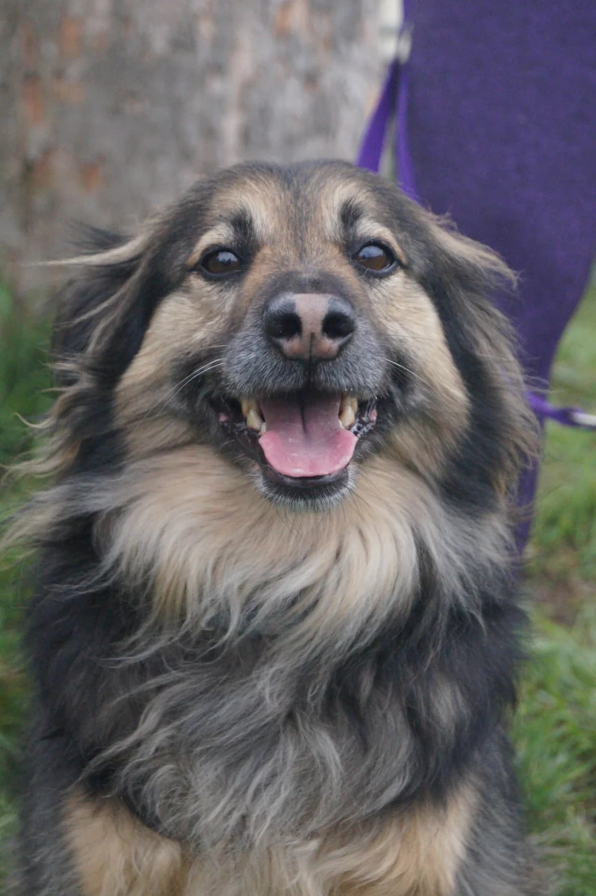 Elmo, male 7yo Mixed Breed for adoption at Fundacja SOS dla Zwierząt