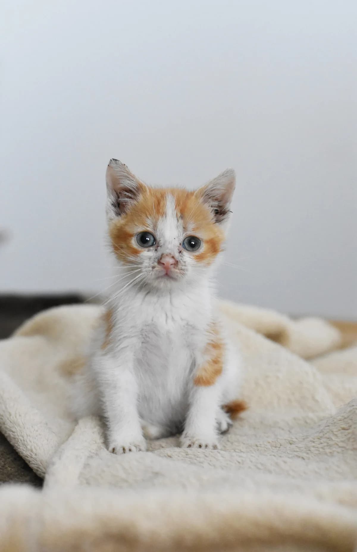 Tyci, mixed breed for adoption at Fundacja Kot Toruń