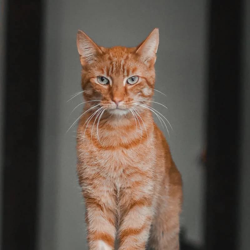 Jaskier, 3yo mixed breed for adoption at Fundacja Ziemia Obiecana, 92-761 Łódź