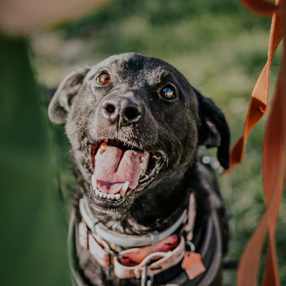 Aluś, male 5yo Mixed Breed for adoption at Fundacja Ziemia Obiecana, 92-761 Łódź