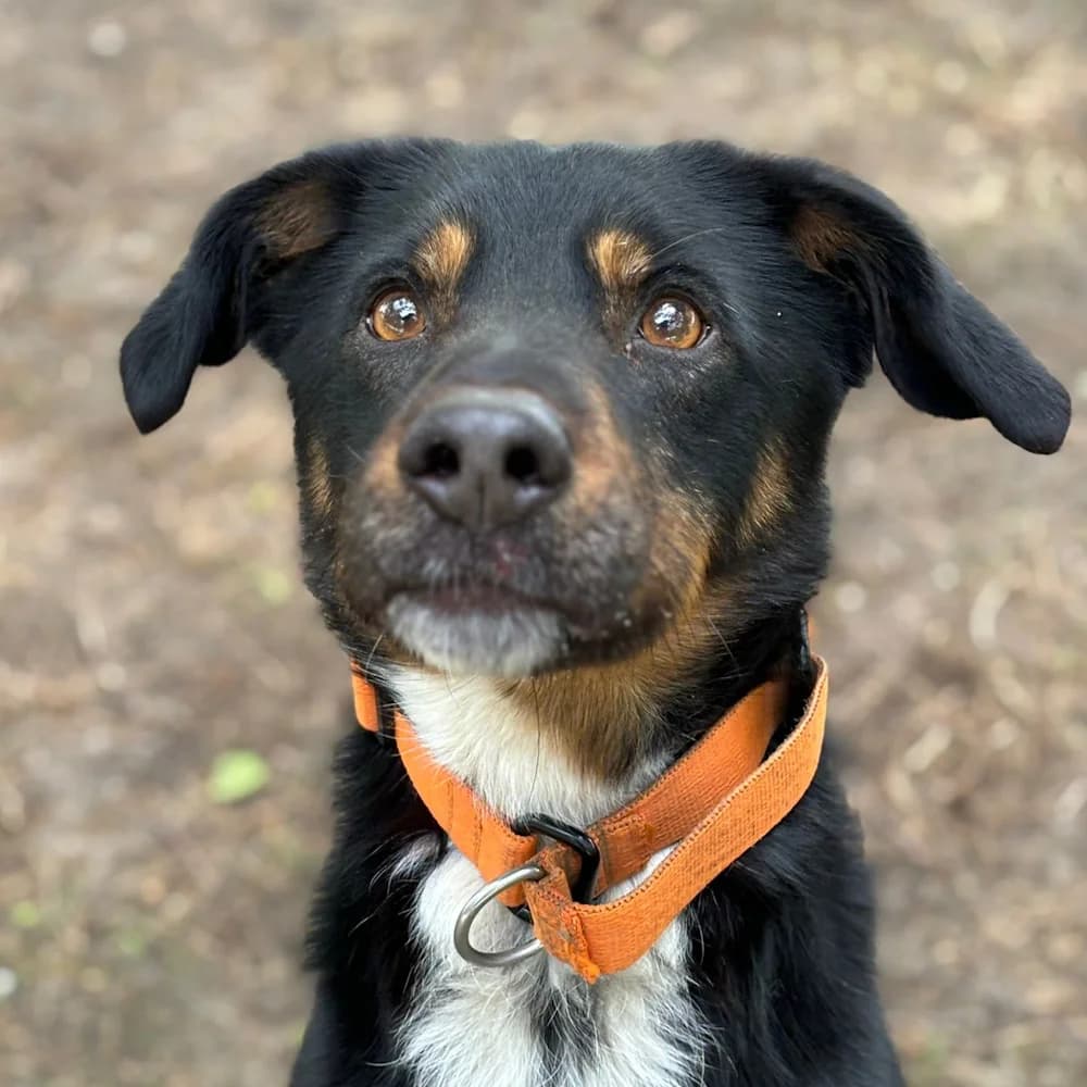 Anakin, male 7yo mixed breed for adoption at Fundacja Ziemia Obiecana, 92-761 Łódź