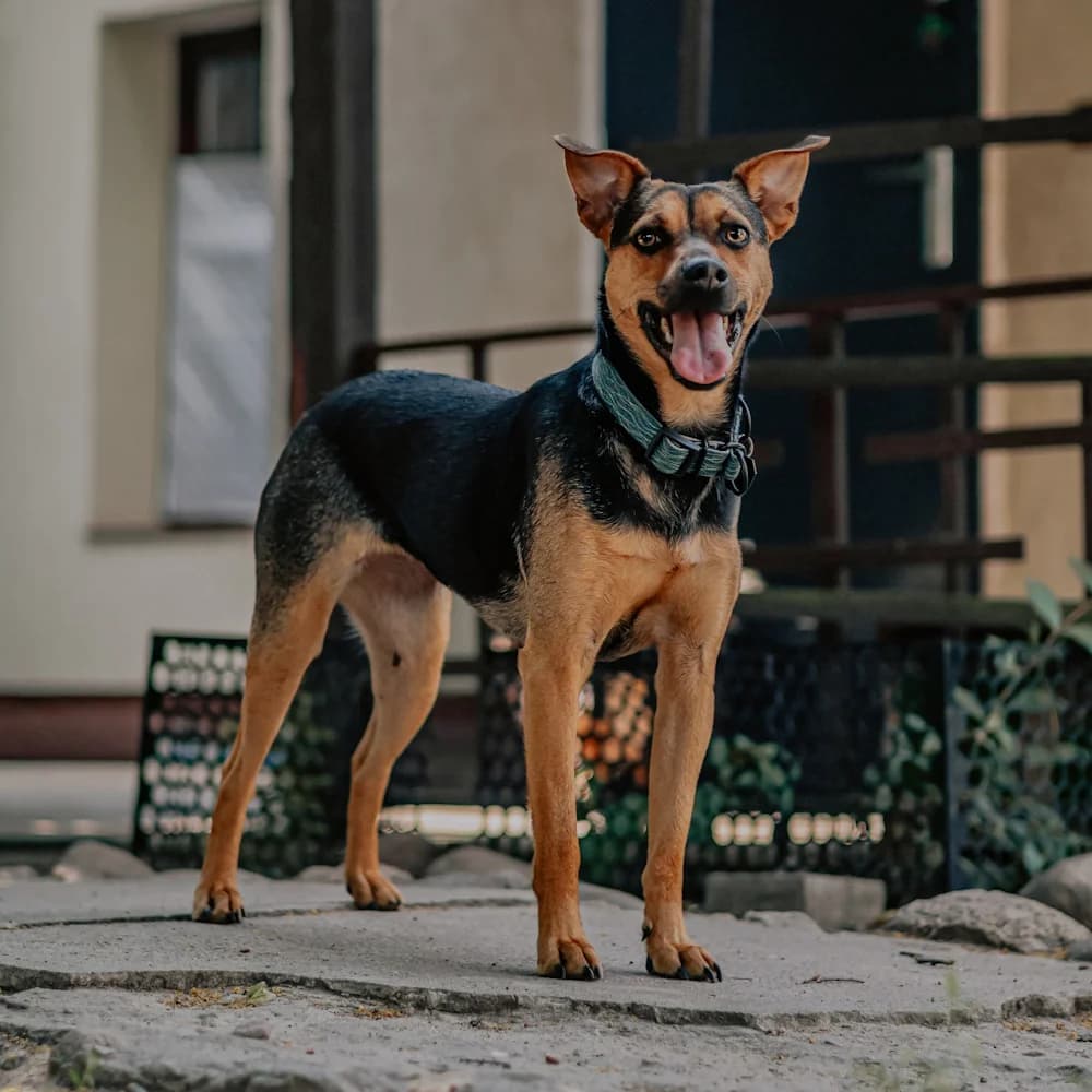 Emi, female young Mixed Breed for adoption at Fundacja Ziemia Obiecana, 92-761 Łódź