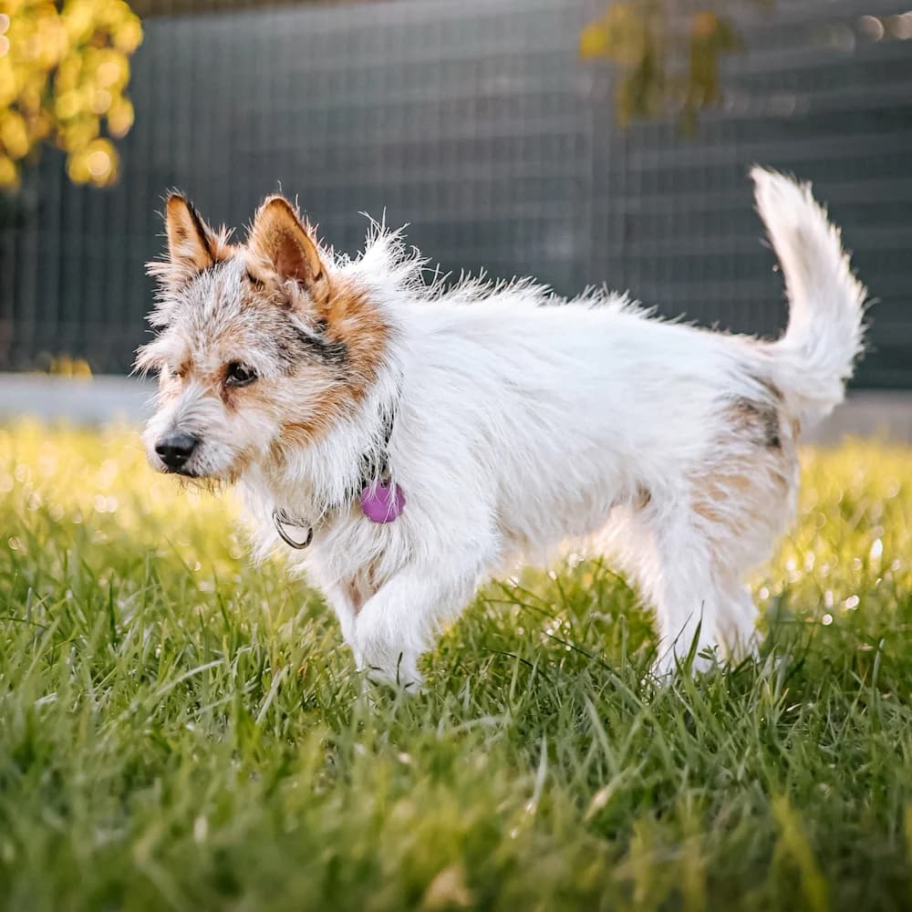 Kajtek, male senior Mixed Breed for adoption at Fundacja Ziemia Obiecana, 92-761 Łódź