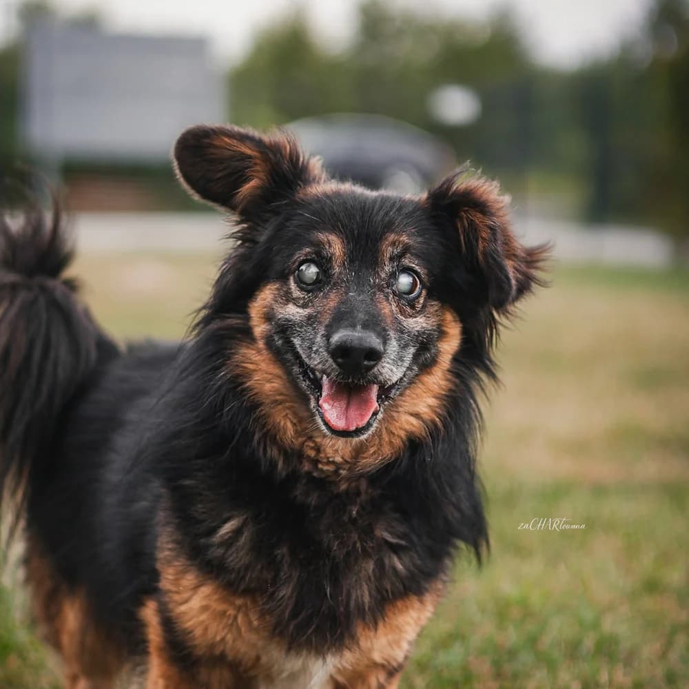 Knedel, male senior Mixed Breed for adoption at Fundacja Ziemia Obiecana, 92-761 Łódź
